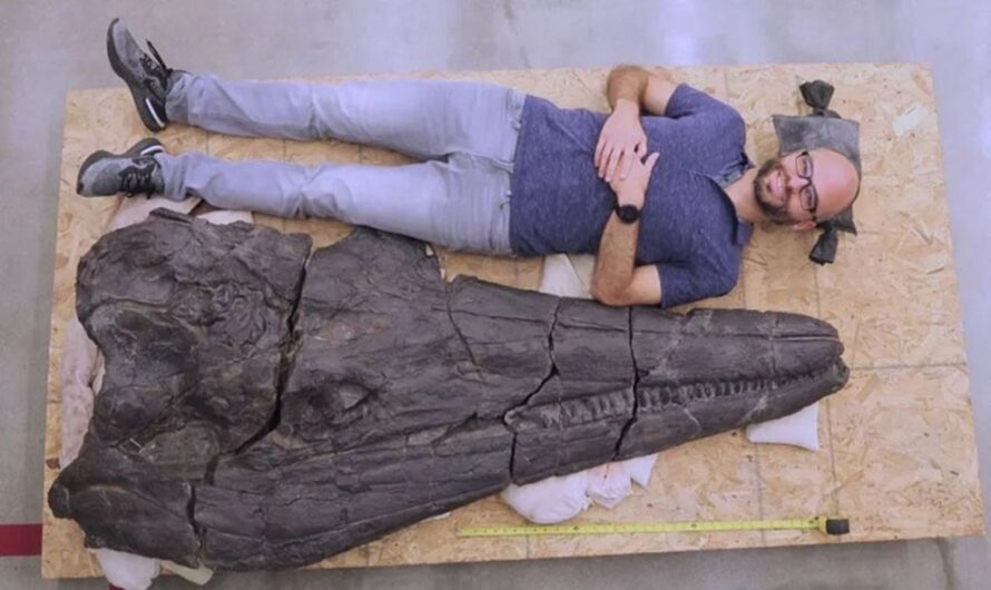 The Astonishing Length of a Sea Dragon Fossil Over 17m Long